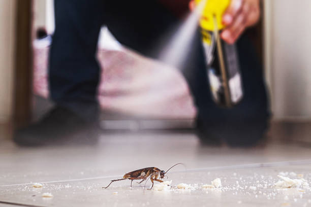 Best Insect Control  in Hico, TX