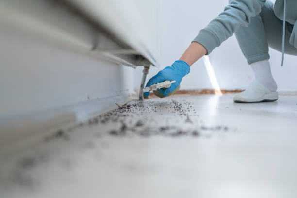 Best Termite Control Services  in Hico, TX